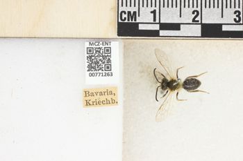 Media type: image;   Entomology 771263 Aspect: Labels